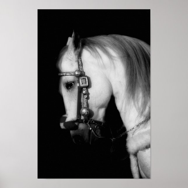 Stallion Poster (Front)