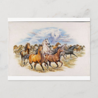Stallion Stampede Postcard