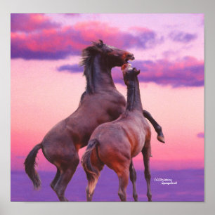 Stallions Play at Sunrise Poster