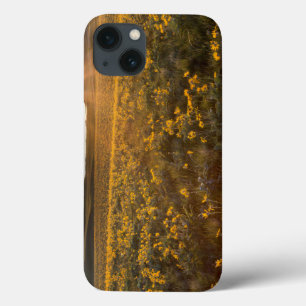 Stand Of Arrowleaf Balsamroot Wildflowers iPhone 13 Case