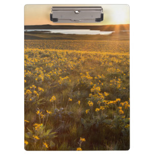Stand Of Arrowleaf Balsamroot Wildflowers Clipboard