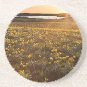 Stand Of Arrowleaf Balsamroot Wildflowers Coaster