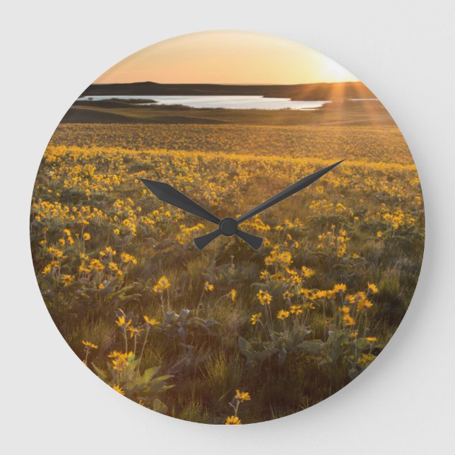 Stand Of Arrowleaf Balsamroot Wildflowers Large Clock (Front)