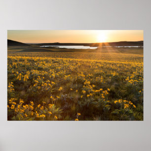Stand Of Arrowleaf Balsamroot Wildflowers Poster