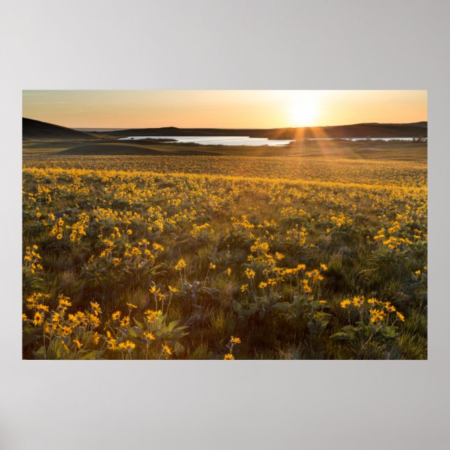 Stand Of Arrowleaf Balsamroot Wildflowers Poster (Front)