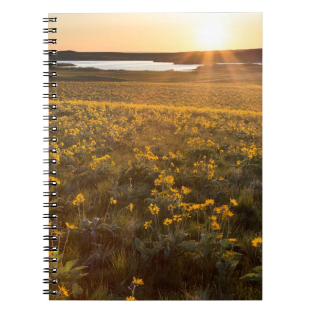 Stand Of Arrowleaf Balsamroot Wildflowers Spiral Notebook (Front)