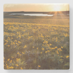 Stand Of Arrowleaf Balsamroot Wildflowers Stone Coaster