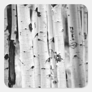 Stand tall Aspens Square Sticker