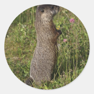 Stand Tall Marmot Sticker