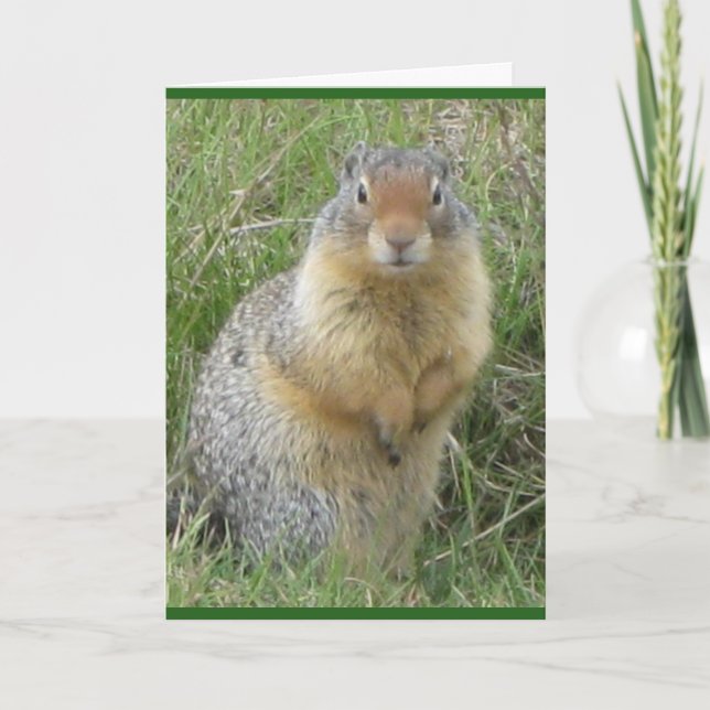 Standard, 5" x 7" Folded Greeting Card (Front)