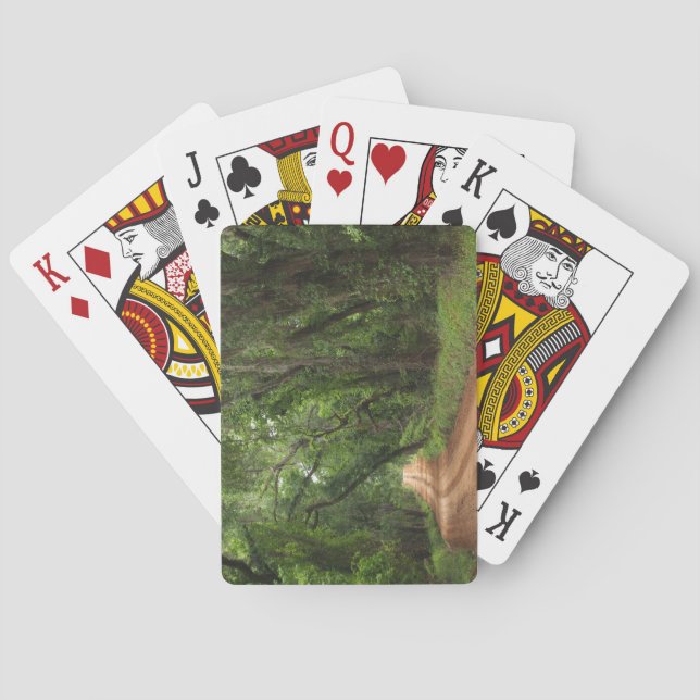 Standard Index Playing Cards Plantation Road (Back)
