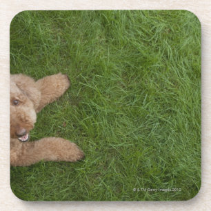 standard poodle 2 coaster