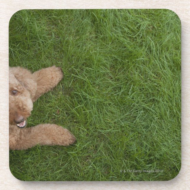 standard poodle 2 coaster (Front)