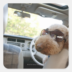 standard poodle 3 square sticker