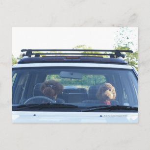 standard poodle 4 postcard