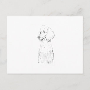 Standard Poodle Dog Illustration Postcard