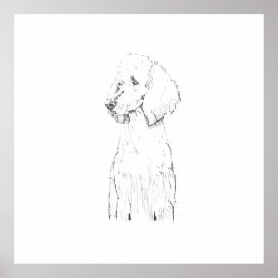 Standard Poodle Dog Illustration Poster