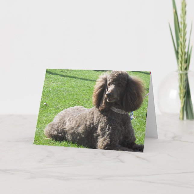 Standard Poodle Greeting Card (Front)