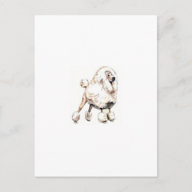 Standard Poodle White Postcard (Front)