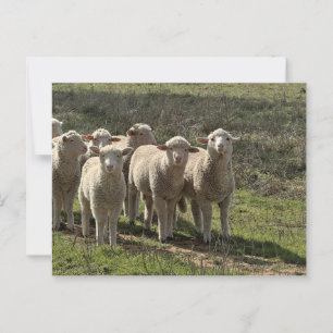 Standard postcard