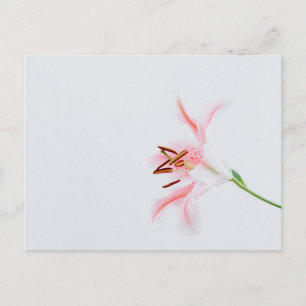 Standard Postcard