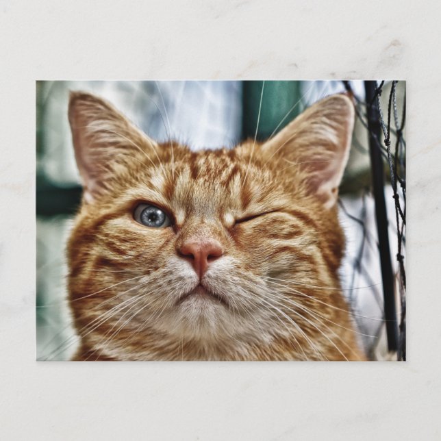 Standard Postcard (Front)