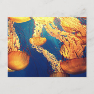Standard Postcard