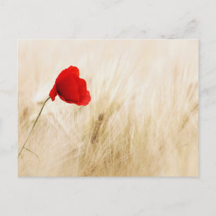 Standard Postcard
