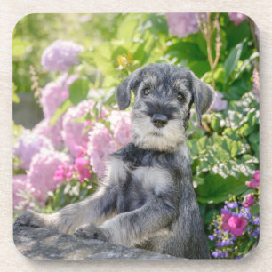 Standard Schnauzer Puppy in a Flowering Garden - Coaster