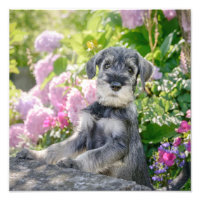 Standard Schnauzer Puppy in a Flowering Garden -