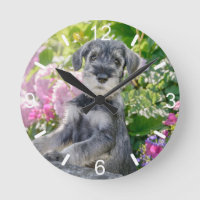 Standard Schnauzer Puppy in a Flowering Garden -