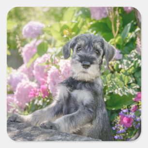 Standard Schnauzer Puppy in a Flowering Garden - Square Sticker