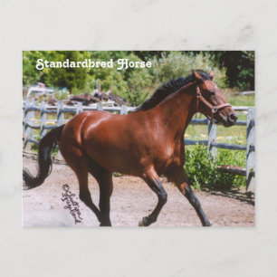 Standardbred Horse Postcard