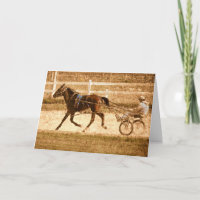 Standardbred Race Horse