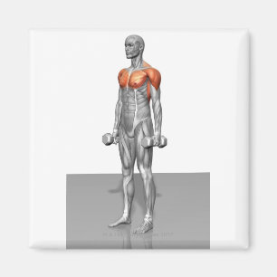 Standing Biceps Curl Magnet