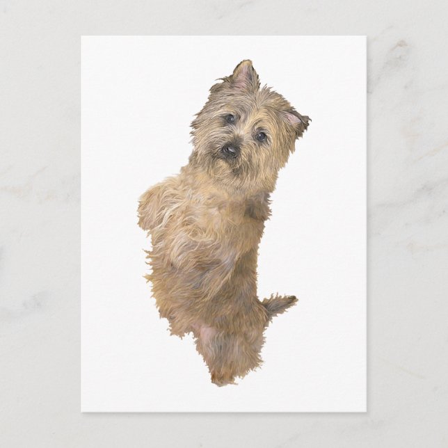 Standing Cairn Terrier Postcard (Front)