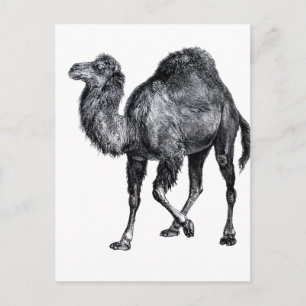 Standing Camel foot lifted vintage animal drawing Postcard