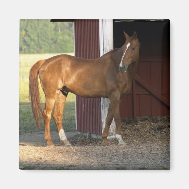 Standing Chestnut Magnet (Front)