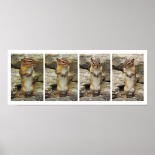 Standing Chipmunk Poster