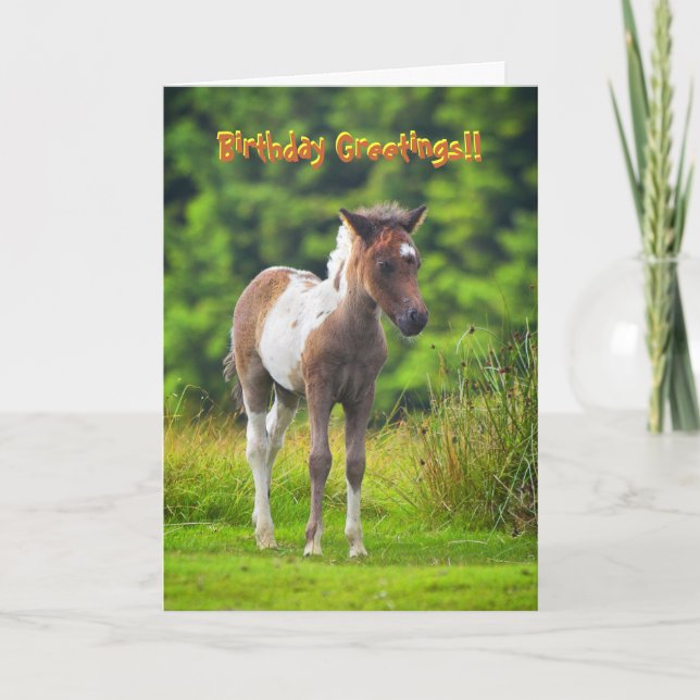 Standing Dartmoor Pony Foal birthday card (Front)