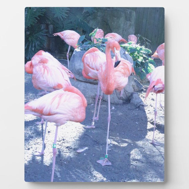Standing Flamingo Plaque (Front)