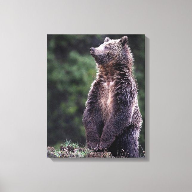 Standing Grizzly Bear Canvas Print (Front)