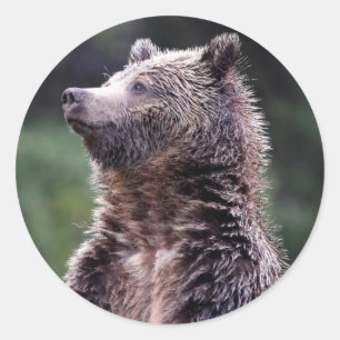 Standing Grizzly Bear Classic Round Sticker