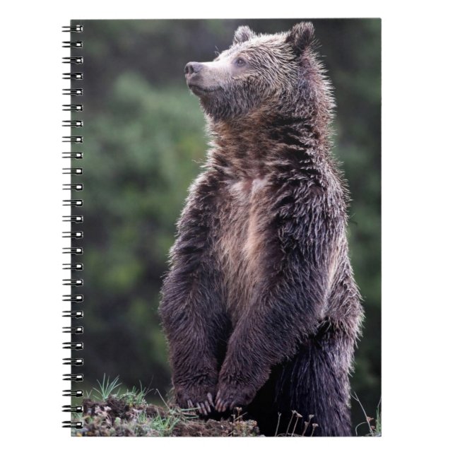 Standing Grizzly Bear Spiral Notebook (Front)