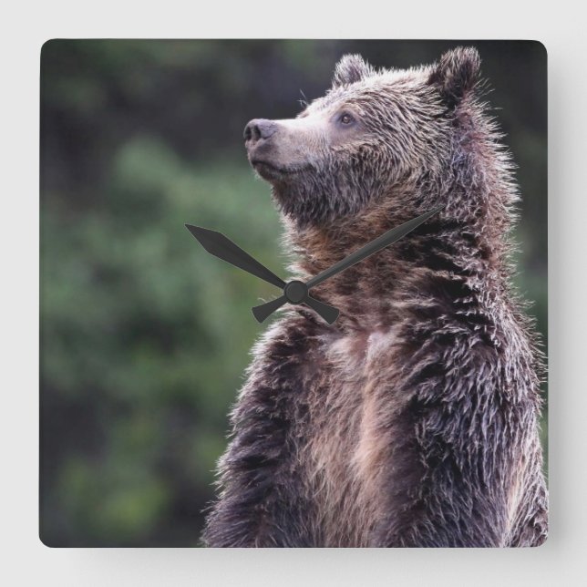 Standing Grizzly Bear Square Wall Clock (Front)