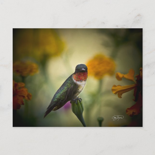 Standing Guard Postcard (Front)