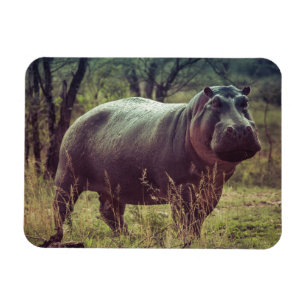 Standing Hippo Posing at Camera in Africa Foliage Magnet