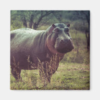 Standing Hippo Posing at Camera in Africa Foliage