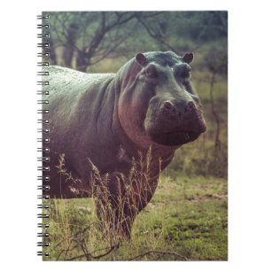 Standing Hippo Posing at Camera in Africa Foliage Notebook