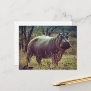 Standing Hippo Posing at Camera in Africa Foliage Postcard